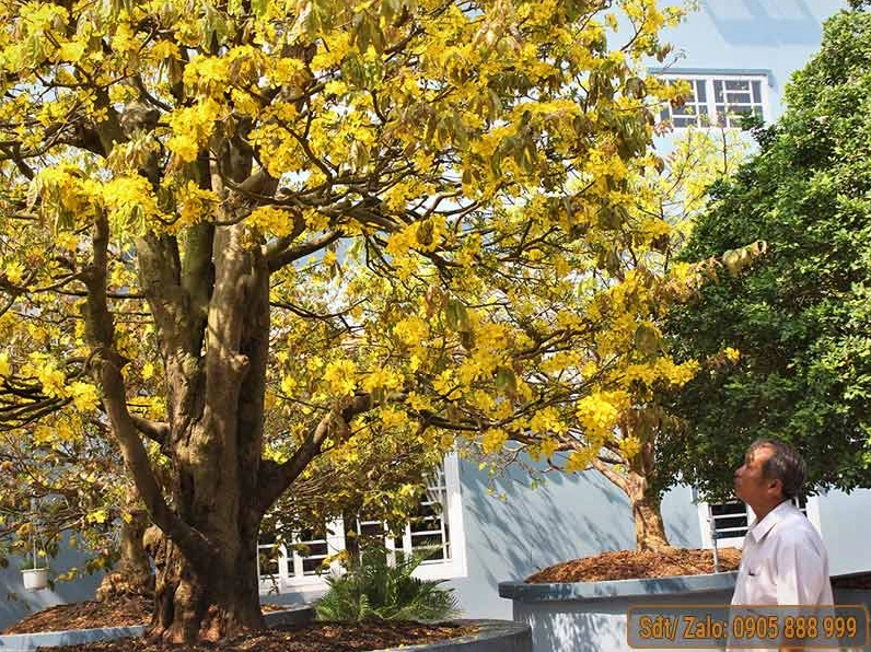 Cây Mai Vàng khủng nhất Việt Nam với tán hoa nở dày và thân cây nổi bật giữa sân vườn