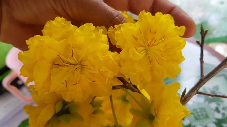 Cây mai vàng nở đều với sắc hoa tươi sáng thích hợp làm hình nền mùa xuân