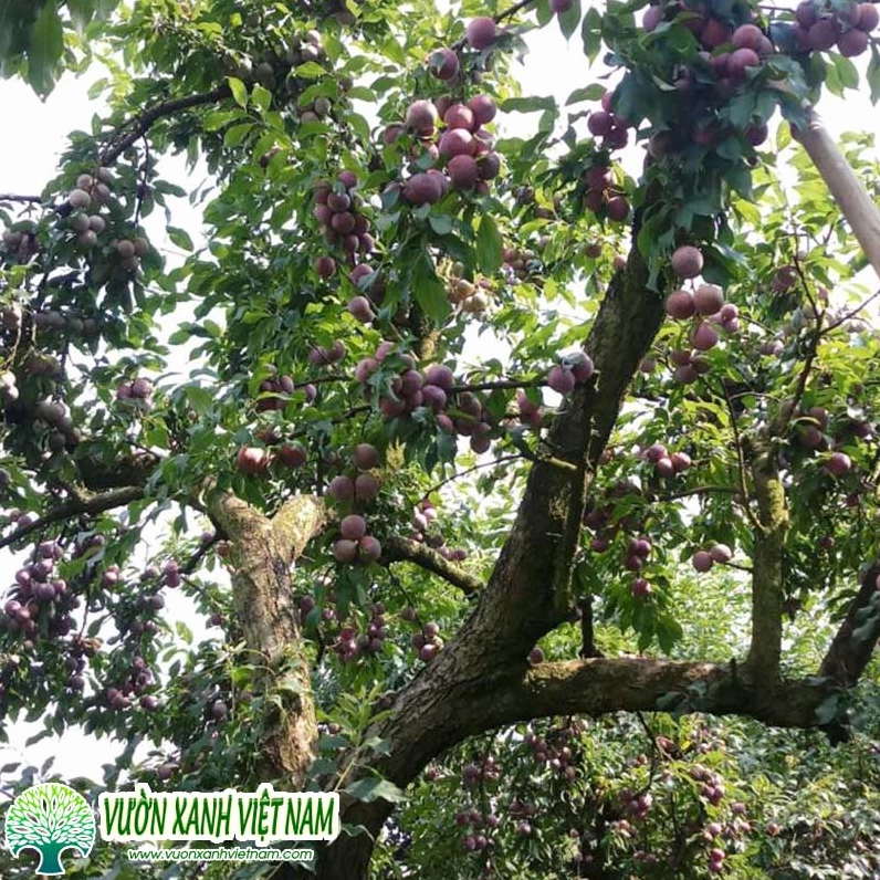 Cây Mận cảnh với dáng lá xanh và thân cành mộc mạc trong vườn