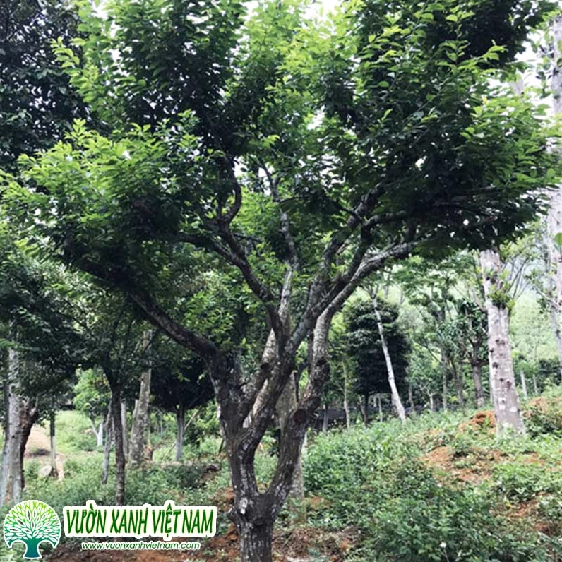 Cây Mận có tán lá phát triển cân đối trong điều kiện ngoài trời