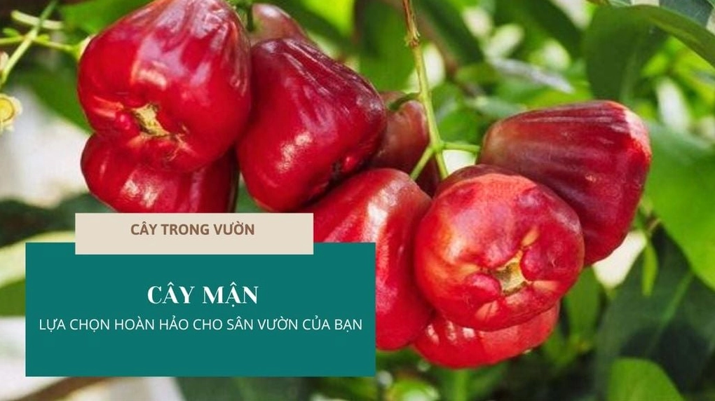 Cây Mận được trồng trong khu vườn gia đình tạo điểm nhấn xanh mát