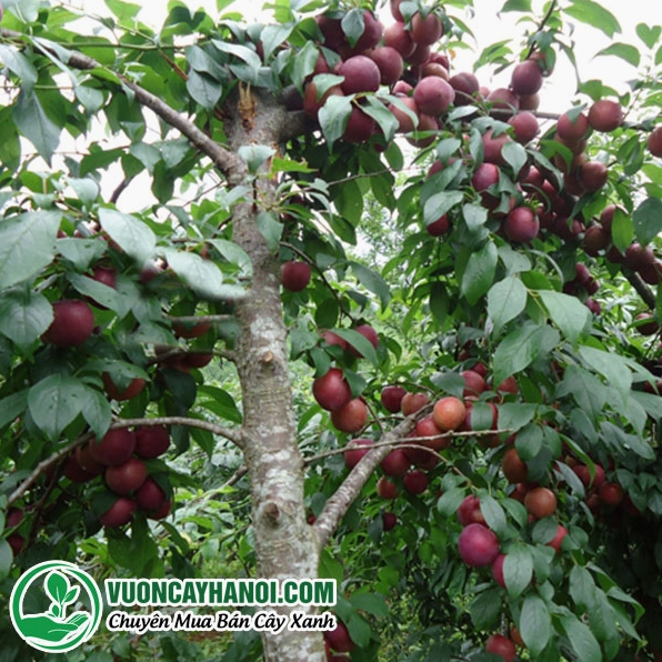 Cây Mận trong chậu với dáng gọn và bộ lá xanh thích hợp trang trí sân nhà