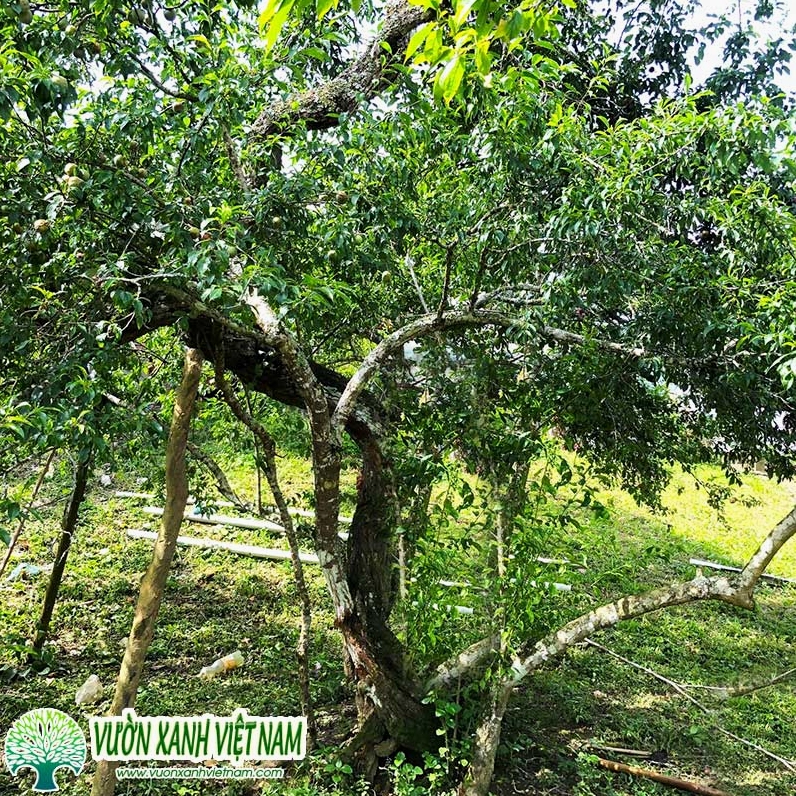 Cây Mận xanh trong không gian sân vườn phù hợp làm cây bóng mát