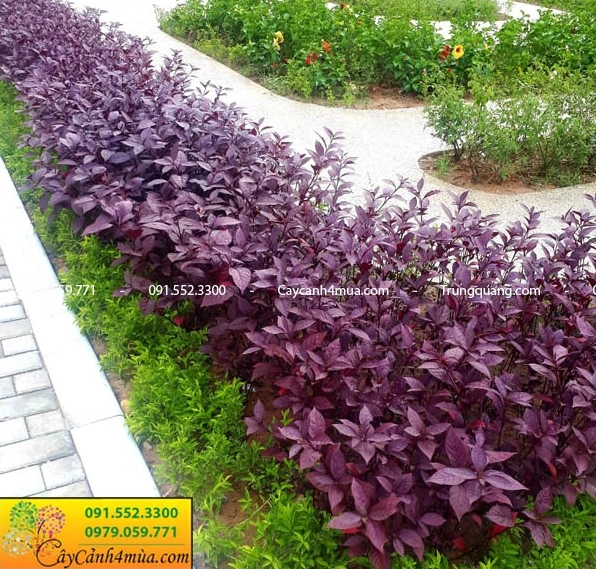 Cây mắt nai lá tím với tông lá đậm gợi ý phối màu gần gũi cùng hoa Hồng Phúc