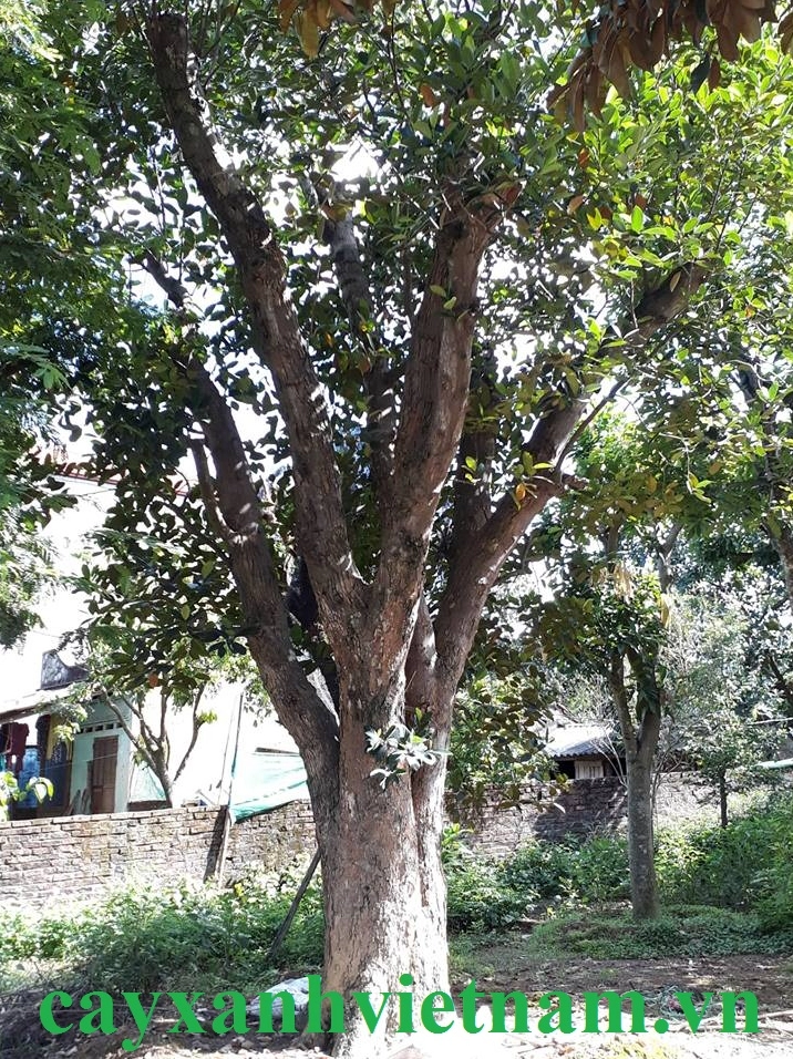 Cây mít cổ thụ đẹp với thân già sần sùi và dáng cây bề thế trong vườn ươm