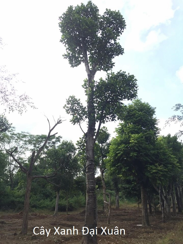 Cây mít đại thụ cao khoảng tám mét với thân vươn thẳng và tán lá nổi bật
