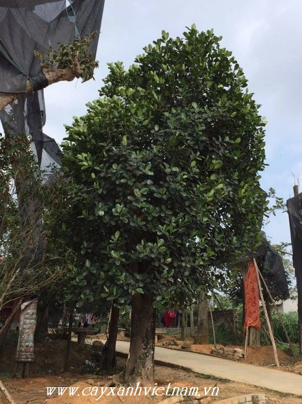 Cây Mít đại thụ có dáng thẳng, thân nâu xám và tán lá xanh được chăm trong khu vườn