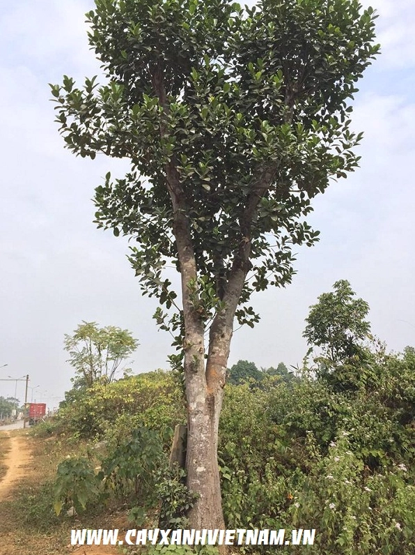 Cây Mít đại thụ có gốc lớn khoảng bốn mươi xăng ti mét với thân nâu chắc khỏe và tán lá xanh
