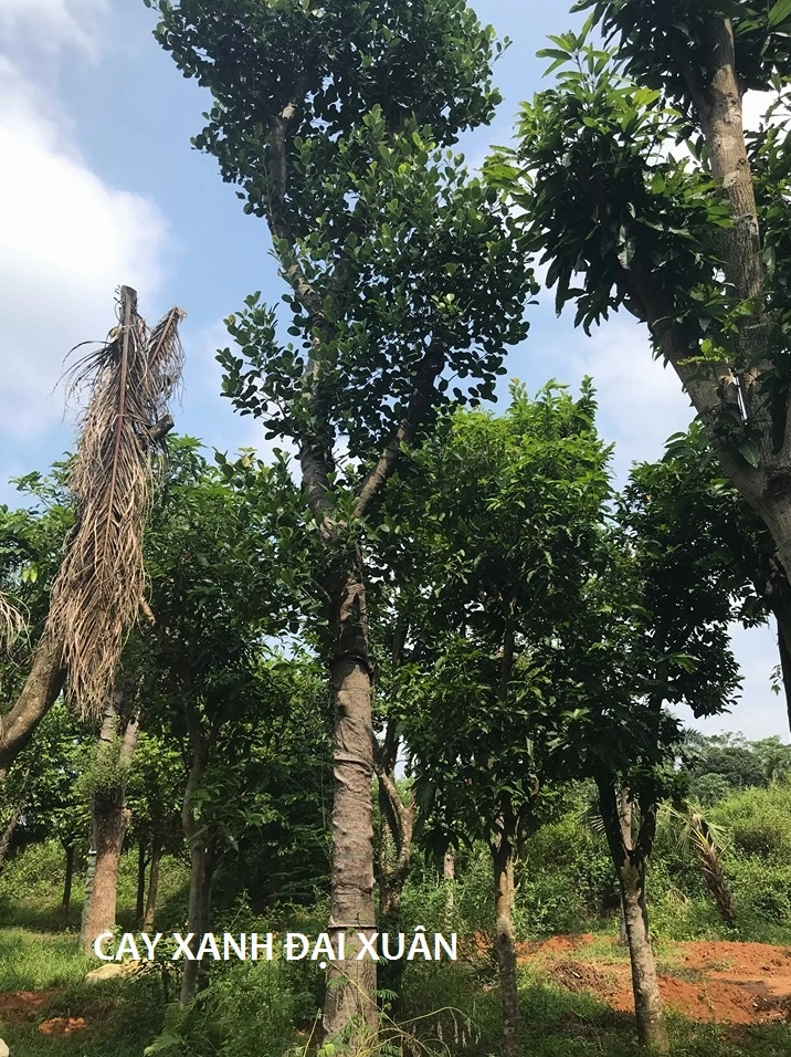 Cây mít đại thụ đẹp với thân cứng cáp, cành vươn rộng và sắc lá xanh nhiệt đới