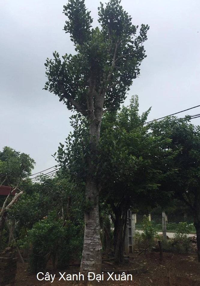 Cây Mít đường kính gốc sáu mươi xăng ti mét với phần thân lớn và lớp vỏ sần sùi