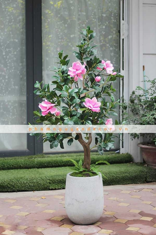 Cây Mộc Lan trang trí cao 1m6 với dáng đứng thanh thoát trong nhà cửa và studio