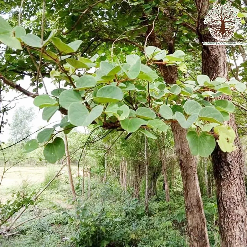 Cây Móng Bò hoa ban tím nở dịu dàng trên nền lá xanh trong không gian công trình