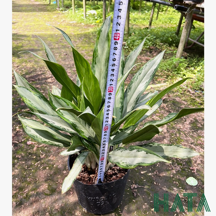 Cây Ngân Hậu cao 40 đến 45cm với cụm lá dày, sắc lá chuyển xanh đậm và ánh bạc đầy tinh tế
