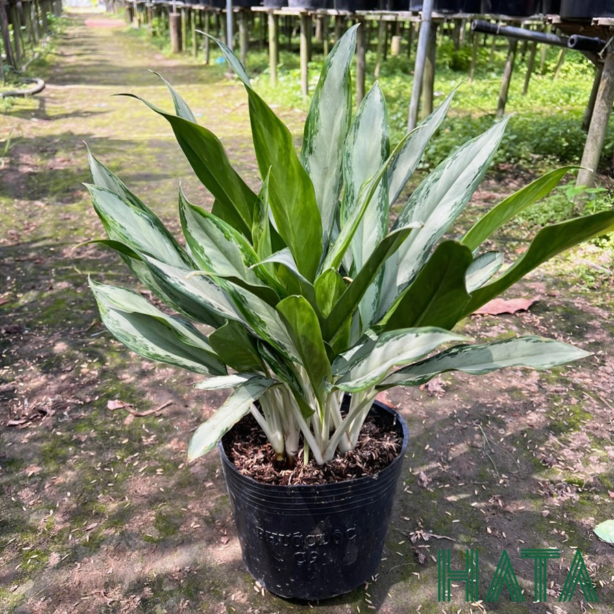 Cây Ngân Hậu cao khoảng 40 đến 45cm với thân gọn, lá thuôn dài và sắc xanh trắng hài hòa