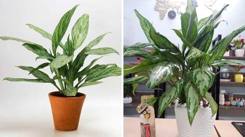 Cây Ngân Hậu đặt trong không gian nội thất với ánh sáng dịu cho thấy sự phù hợp khi trồng trong nhà