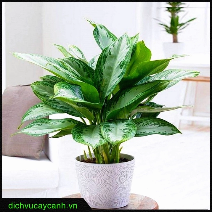 Cây Ngân Hậu trong ảnh chân thực với lá bản to xanh đậm pha đốm sáng đặc trưng của dòng cây nội thất