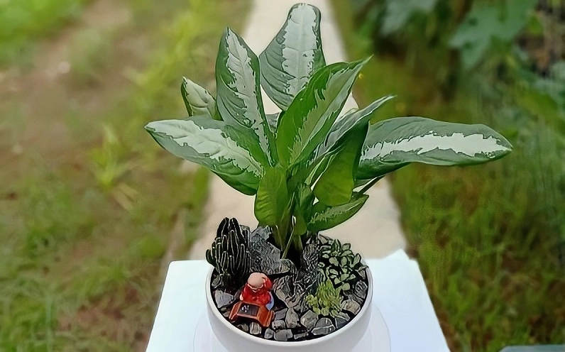 Cây Ngân Hậu trồng chậu kết hợp tiểu cảnh đẹp mang lại cảm giác sinh động và gần gũi với thiên nhiên