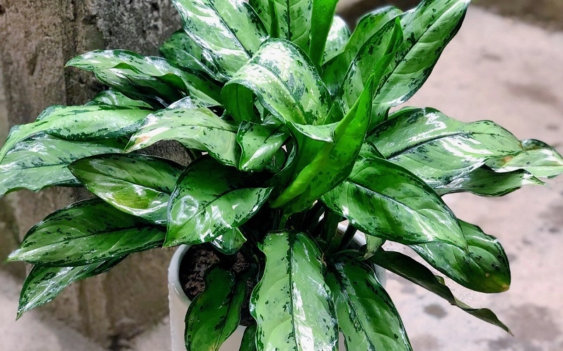 Cây Ngân Hậu trồng chậu với dáng gọn, lá loang trắng thanh lịch và nền bối cảnh sáng sủa
