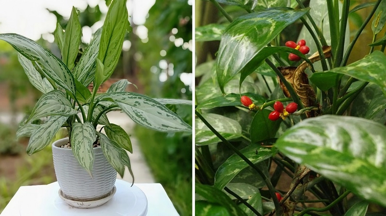 Cây Ngân Hậu trong khung hình nhấn mạnh nguồn gốc và vẻ đẹp phong thủy của loài cây nội thất được yêu thích