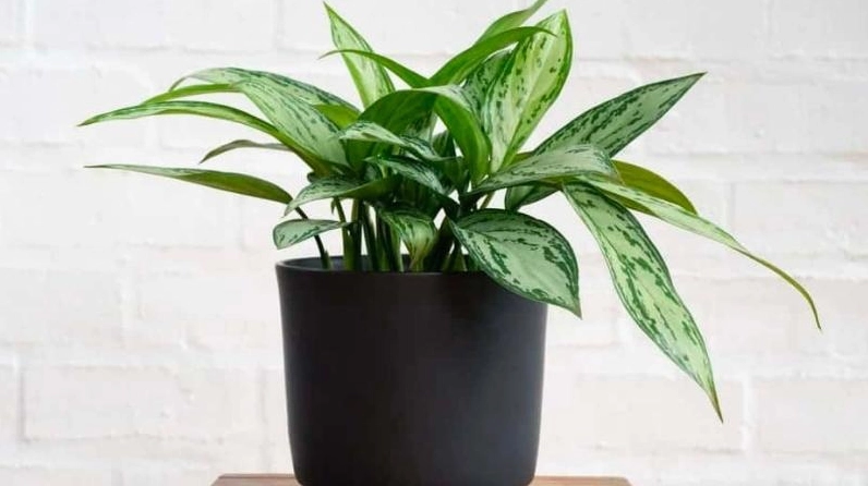 Cây Ngân Hậu xanh khỏe trong chậu với tán lá gọn gàng thể hiện ưu điểm dễ chăm sóc của loài cây này