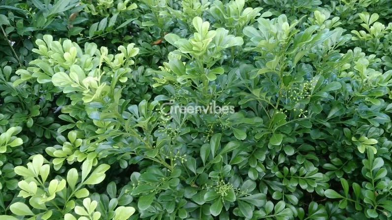 Cây ngâu đẹp với tán lá sum suê, sắc xanh đậm tạo chiều sâu cho bức ảnh thiên nhiên