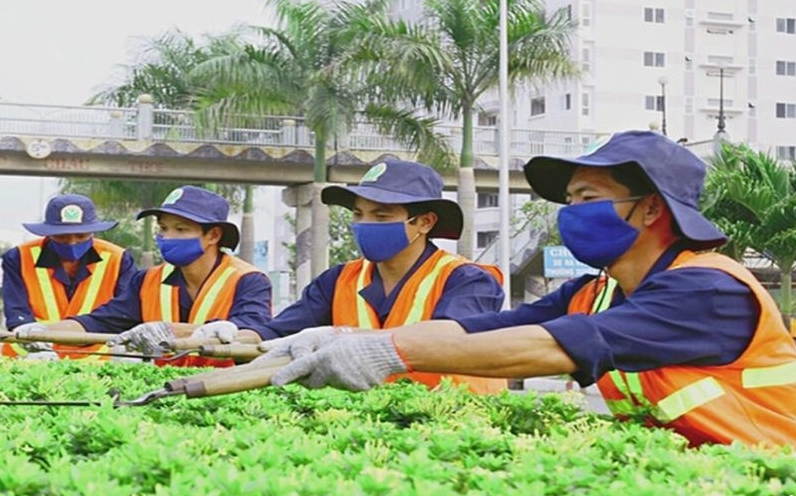 Cây ngâu được cắt tỉa thường xuyên để giữ dáng tán đẹp, đều và thanh thoát trong khu vườn
