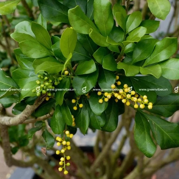 Cây ngâu được chụp chính diện với sắc lá xanh mướt và form cây gọn gàng dễ ứng dụng trong sân vườn