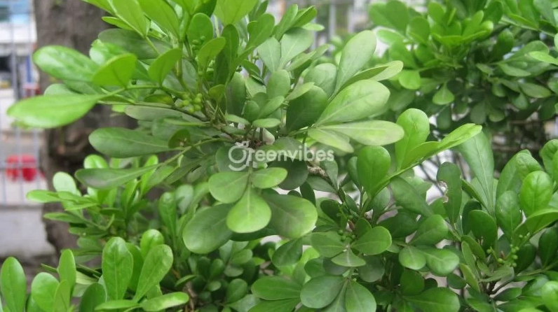 Cây ngâu được trồng trước nhà với tán gọn đẹp, tạo điểm nhấn xanh mát và cảm giác đón lành vào nhà