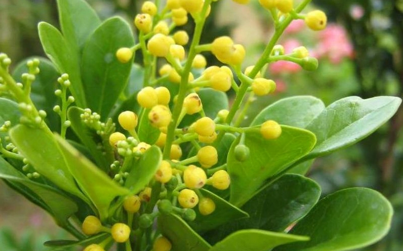 Cây Ngâu Ta hiện lên mộc mạc với thân gỗ nhỏ, tán lá dày và vẻ đẹp đậm chất sân vườn Việt