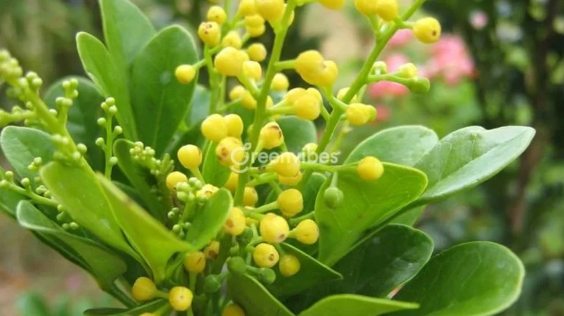 Cây Ngâu Ta xanh tốt với tán lá rậm, dáng cây hài hòa nổi bật trong không gian sân vườn sáng thoáng