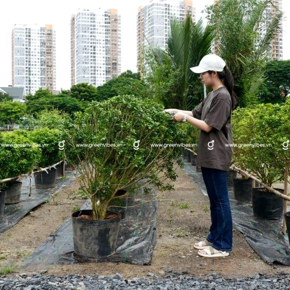 Cây ngâu trong chậu nhìn từ góc nghiêng, tán lá phủ đều và tổng thể cân đối, sạch mắt