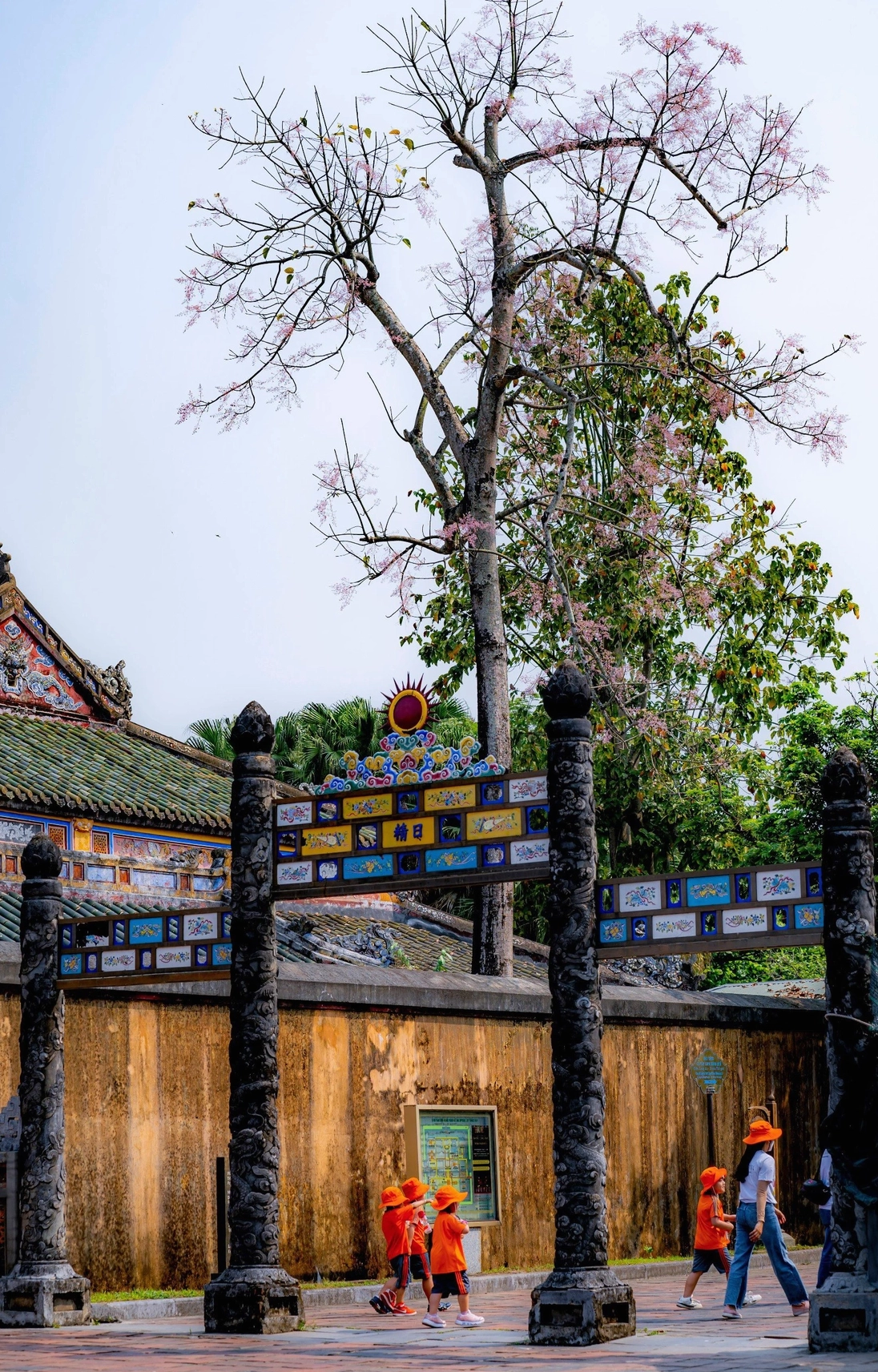 Cây ngô đồng bên trong Đại Nội Huế gắn với đền đài cung điện và danh xưng vương giả chi hoa