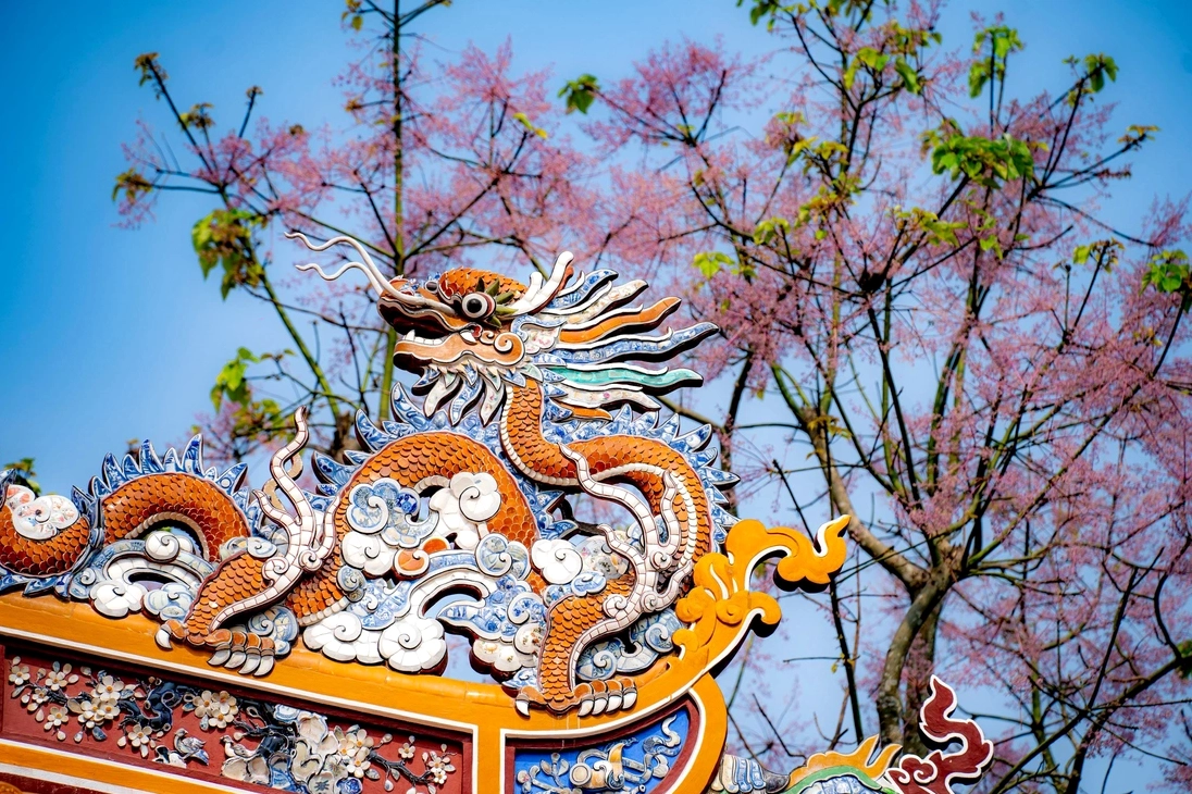 Cây ngô đồng nở ở một gốc hoàng cung với chùm hoa hồng nhạt thanh tú