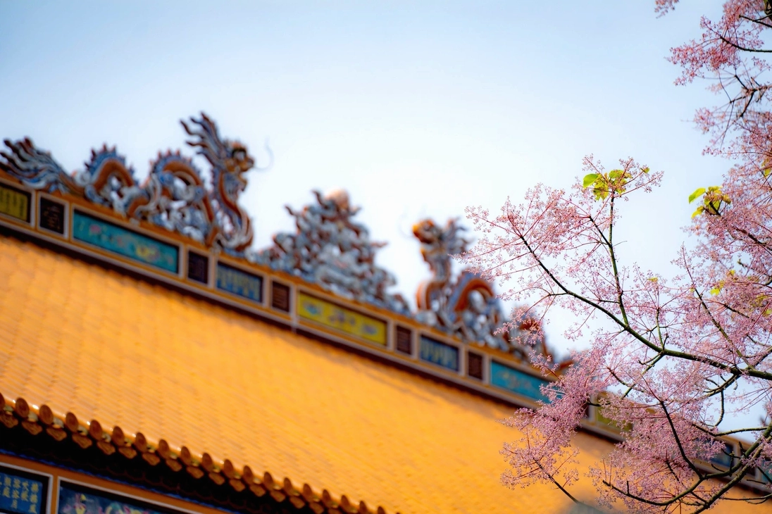 Cây ngô đồng xứ Huế nở rộ bên trên điện Thái Hòa trong khung cảnh cổ kính