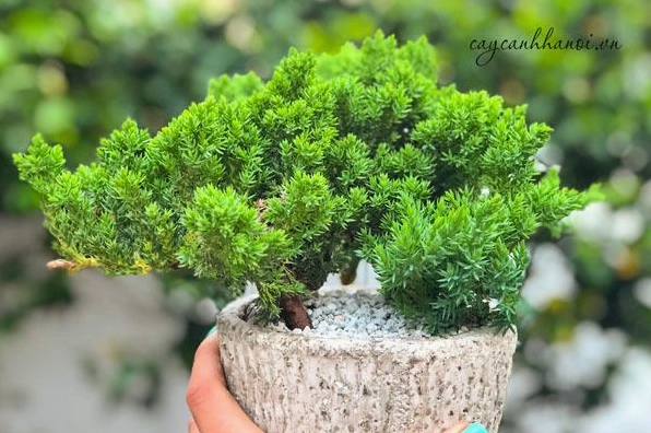 Cây ngọa tùng có thế đổ mềm mại, thân uốn cong tạo hình nghệ thuật đầy cuốn hút