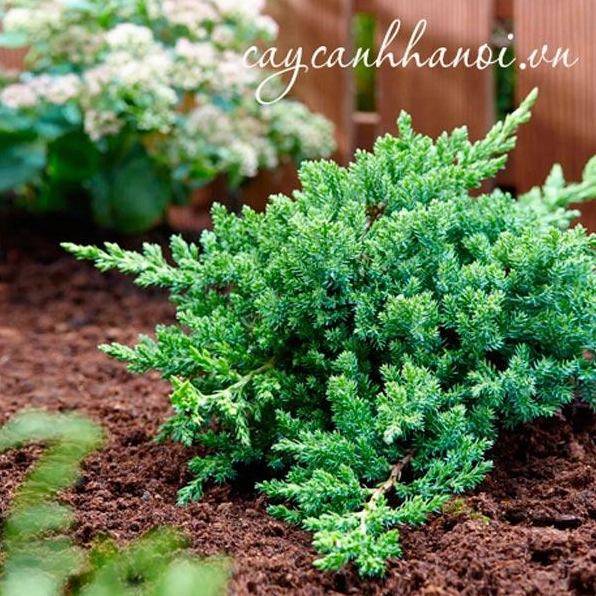 Cây ngọa tùng trồng sân vườn với thế nằm ngang độc đáo, nổi bật giữa bối cảnh ngoài trời