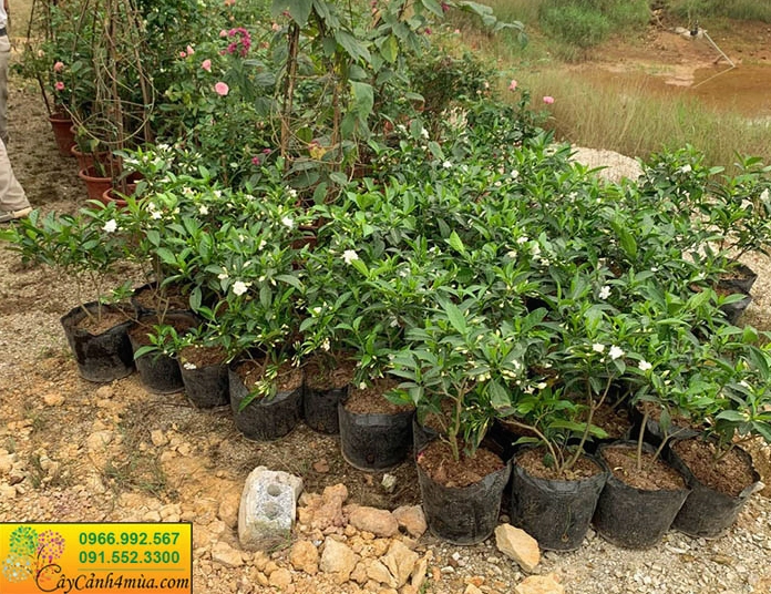 Cây ngọc bút giống nhỏ gọn cao khoảng bốn mươi centimet với lá xanh bóng khỏe khoắn