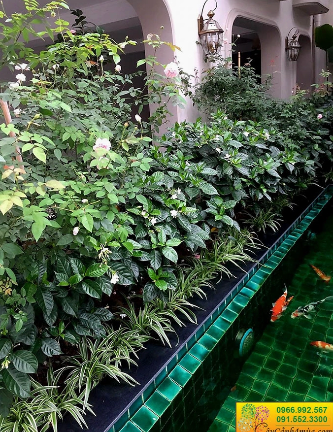 Cây ngọc bút hoa trắng kép trồng cạnh bể cá với tán lá xanh mướt quanh năm