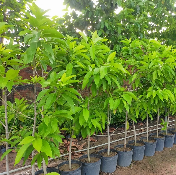 Cây Ngọc Lan công trình cao ráo, tán gọn và nền cảnh rộng thoáng tạo cảm giác trang nhã