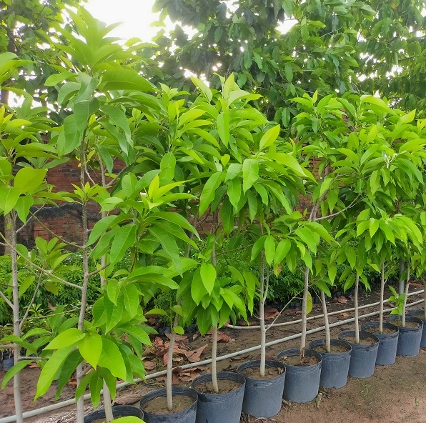 Cây Ngọc Lan công trình có tán lá gọn đẹp và thần thái trang nhã nơi không gian mở