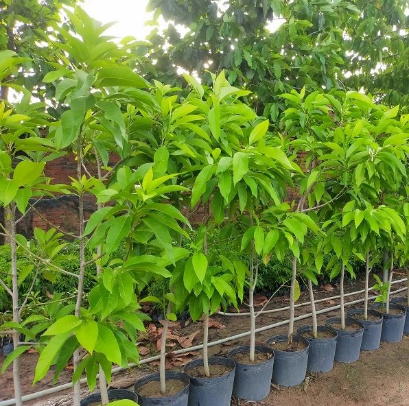 Cây Ngọc Lan công trình với thân thẳng và tán cân đối gợi ý phối trồng cùng cây cảnh lớn