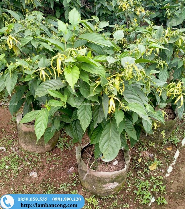 Cây ngọc lan tây sai hoa với nhiều bông nở rộ, hứa hẹn hương thơm lan tỏa đậm đà trong vườn