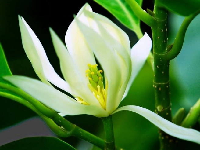 Cây Ngọc Lan xanh tốt với vẻ thanh nhã và nền lá mềm mượt trong khu vườn