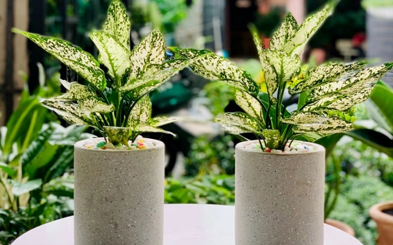 Cây Ngọc Ngân có giá trị thẩm mỹ cao với tán lá sáng màu tạo điểm nhấn đẹp mắt trong nội thất