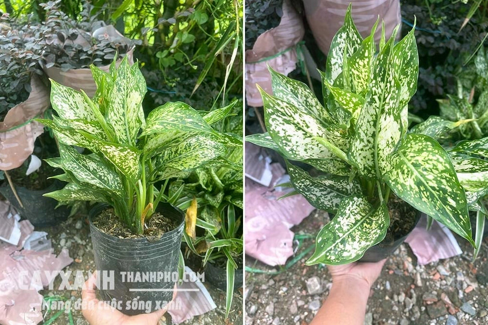 Cây Ngọc Ngân có tán lá xanh trắng tươi sáng gợi cảm giác may mắn và tài lộc