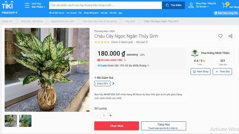 Cây Ngọc Ngân được trưng bày để tham khảo mua với dáng lá xanh trắng gọn đẹp