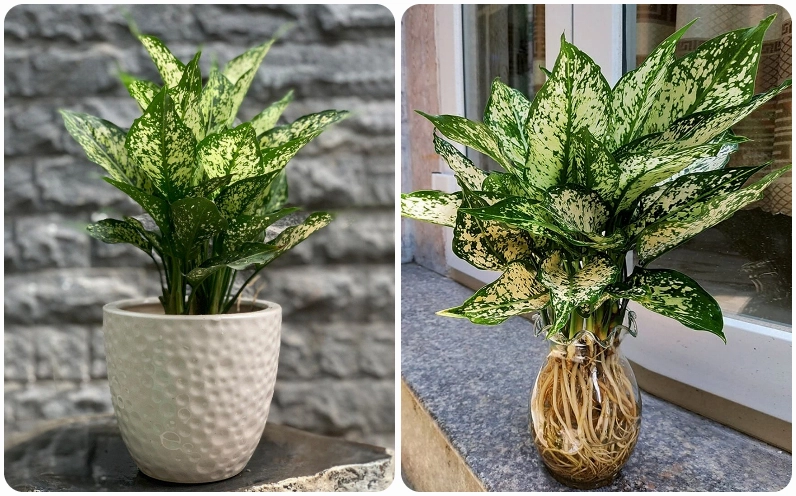 Cây Ngọc Ngân mang tông trắng nổi bật nên thường được xem là hợp với người mệnh Kim