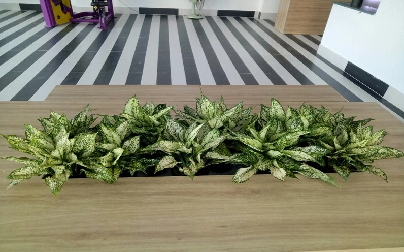 Cây Ngọc Ngân nên đặt ở nơi có ánh sáng dịu và tránh nắng gắt trực tiếp để giữ lá đẹp