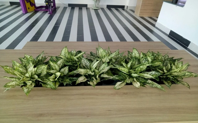 Cây Ngọc Ngân nên tránh ánh nắng trực tiếp để lá trắng xanh không bị cháy xém