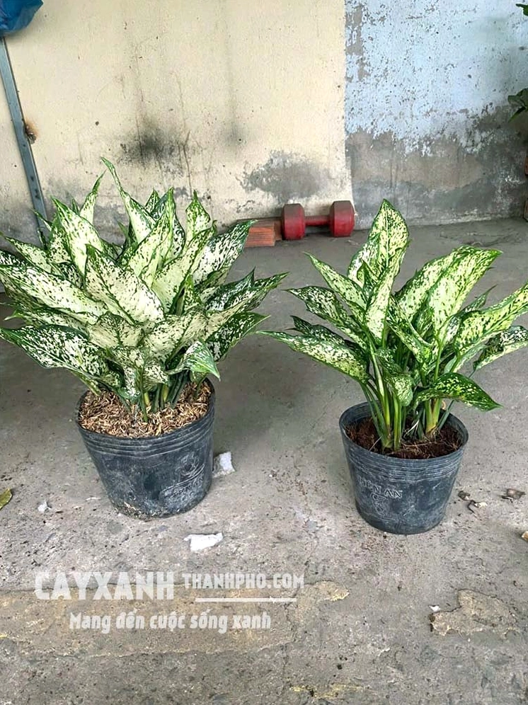 Cây Ngọc Ngân thuộc nhóm cây trồng ít nắng với lá vẫn tươi trong điều kiện ánh sáng nhẹ